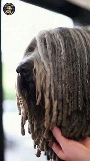 Mastering the Art of Corded Coat Grooming: Bergamasco Sheepdog Care 🐾