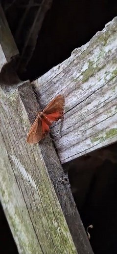 Isabella Tiger Moth. #moth #insects #bugs