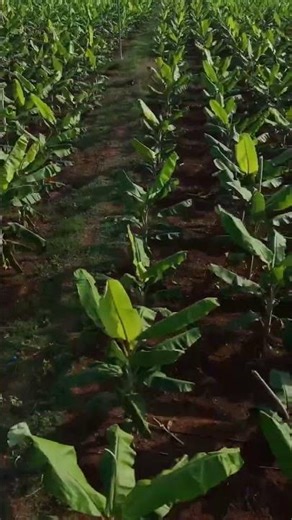 Industrial Drone Solutions for Modern Farming | SKYX Aerospace