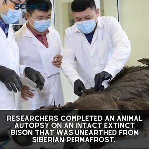 1.2K views · 47 reactions | Researchers in Russia recently dissected a mummified bison dating back to around 8,000 years ago. The remains are so well preserved that the team thinks the extinct animal could be cloned, but others disagree. Read more  https://trib.al/oBYeMcf | LiveScience | Facebook