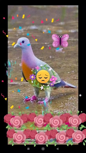 Animated Bird Scenes: Pigeons and Blue Jay Showcase