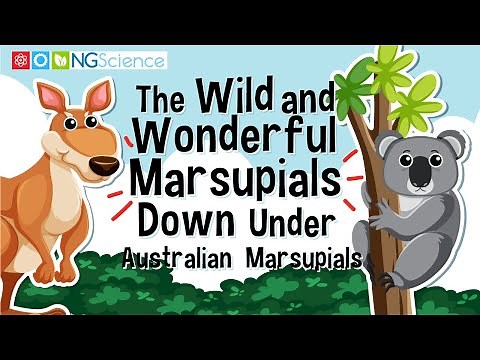 The Wild and Wonderful Marsupials Down Under – Australian Marsupials