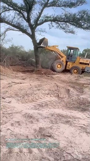 押し倒し整地する：ホイールローダーによる農地開拓の伐採作業