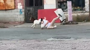 Goat rams woman from behind in Heilongjiang, China