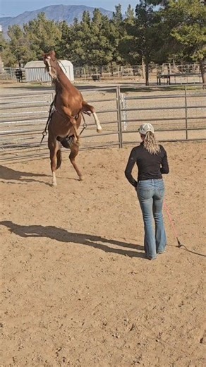 "She" is actually a stud colt, the surcingle is rude, and this is his formal protest 🤣 . #ColtAntics #StudColt #GroundTraining #HorseBehavior #HorseTraining | Rockin Reegan Horse Training