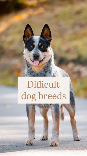 The Good Dog Yorktown on Instagram: "Top 10 most difficult breeds for inexperienced dog owners This is the opinion of dog trainers who have worked with so many of each of these dogs. These breeds require more physical exercise, mental stimulation, structure, and boundaries than many other breeds. These are all fantastic breeds if those requirements are met, but when they’re not, many behavioral issues can arise. Always do research before settling on the right breed for you and your family! **No 