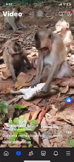 No need to be afraid of frogs they are totally harmless..😊