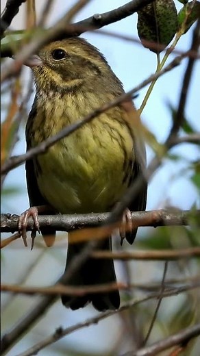 鳥・アオジ 雌の 鳴き声（地鳴き）2022年11月5日撮影