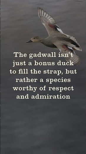 Gadwall Duck: How To Identify, Hunt, and Cook Gray Ducks