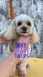 Why Shave The Lip Line? Do you do this on most of your commercial grooms too and what tool do you like the best to use? There are several reasons why I like to shave the lip line on many of my pet grooms… 💜 Aesthetics, It makes the finish on their face look so much neater and creates an elevated finish on your grooms 💜On curly and wavy coats in particular, that hair grows inside their mouth, that must be down right irritating 💜They carry bacteria and food debris on that hair and that’s going 