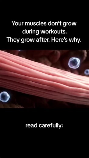 Understanding Muscle Growth: The Importance of Recovery