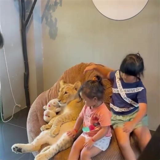 Store Opening Hours Announcement We are pleased to inform you that our store is open daily 🕙 10:00 AM – 8:00 PM Thank you very much for your continued support. We look forward to welcoming you. *** Tickets can only be purchased from our reception upon arrival. 🎟️🎟️ PHUKET TOWN - THAILAND 📱Visit us on our website: https://hellolionhouse.makeweb.co 📍Location https://g.co/kgs/AnUG7Re ⏰Open House : 10:00-20:00 hrs. 📞 Tel 082-432-4234 #Lionhousephuket #cafe #phuket #thailand #coffeeinphuket #ba