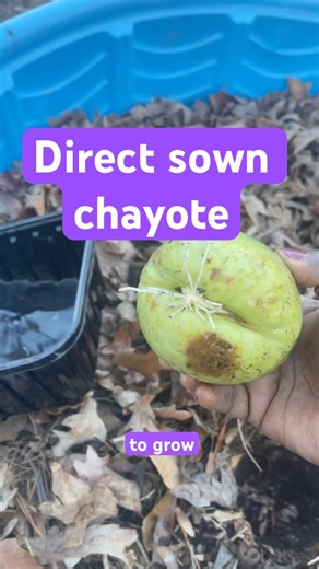 Direct-sown chayote with healthy roots 🌱 #BeginnerGardenSchool #Chayote
