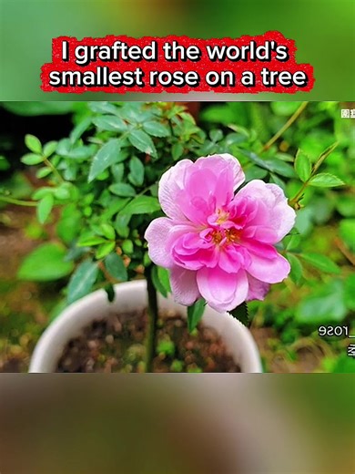 I grafted the world's smallest rose on a tree #bonsai #bonsaitree #plants #garden #budidaya