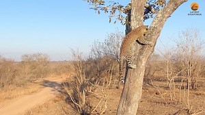 Squirrel Shows Leopard Who’s Boss 🐿️ #wildlife #nature #animals | Ruby Life