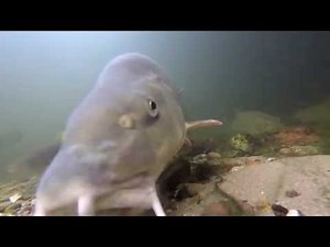 Barbel & chub Swim building (under water)