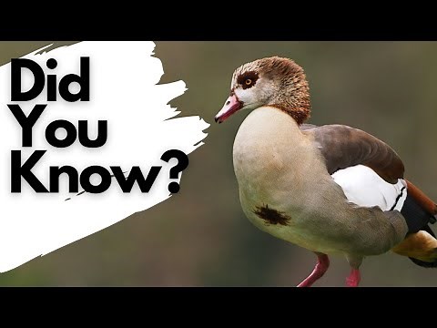 Things you need to know about EGYPTIAN GEESE