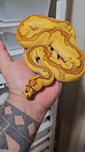 OD YB RS special enchi clown male from ===> @jkobylka #snakelover #ballpythonlove #snek #royalpythons #morph #morphs #livingart #beardeddragon #herpetology #lizard #boa #animal #reptilelove #leopardgecko #snakelife #petsnake #gecko #clownballpython #ballpythoncollection #ballpythonmorphsofinstagram #exotic #nature #reticulatedpython #cornsnake #snakelove #snakekeeper #bananaballpython #boaconstrictor #lizards #piedballpython | Xclusive ball pythons