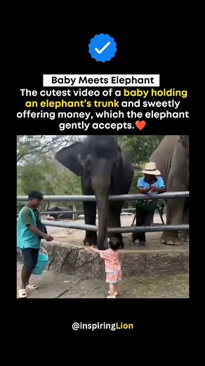Wait till you see the baby clapping with joy after meeting the elephant. ❤️ This heart-melting moment captures pure innocence — a baby gently holds the elephant’s trunk, then adorably offers it money. What happens next is a quiet reminder that kindness, connection, and joy transcend species. ✅ The baby first grabs the elephant’s trunk with no fear or hesitation ✅ Then offers money like it’s the most natural gesture ✅ The elephant gently accepts it — no force, no hurry ✅ The baby tries to clap in