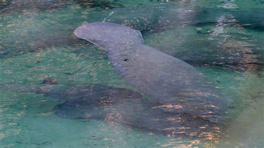 800  manatees keep warm at Blue Spring State Park in Florida. See video