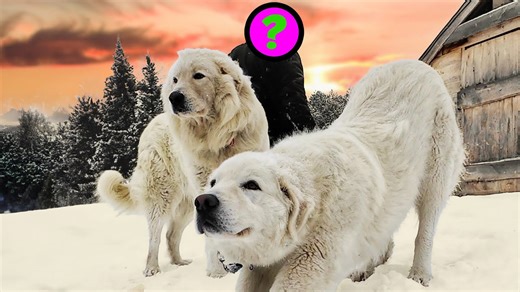 Highland Cattle Get Their First Taste of Fresh Grass