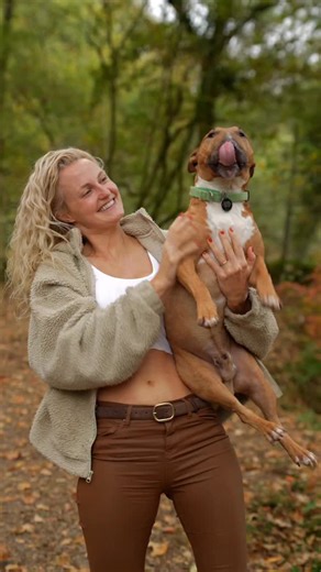 26K views · 697 reactions | Pigs inbound  Before the usual comments, that is a bullterrier. It is not deformed, it supposed to look like that. It is not one of the pigs. It will mess you up if it finds you on his land. It doesn’t hurt the animals. Dressing as an animal won’t help you - he will find you, he will bite you. 藍 | Jen Lewis | Facebook