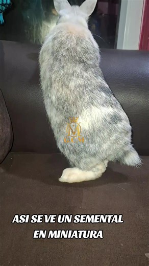 Guatemala's Rabbits: Characteristics and Breeds