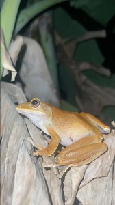 Funny Jumping Frogs