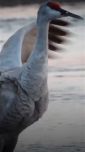 Each year, flocks of sandhill cranes descend on areas of the American South and Midwest—attracting visitors not just with their colorful displays, but with their distinct bugling calls as well. | National Geographic Animals
