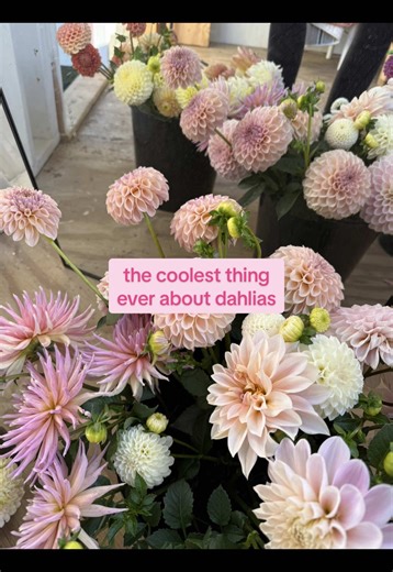 Amazing Dahlia Cuttings: Grow Your Own Garden