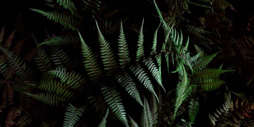 The Ultimate Guide to Japanese Painted Fern Care