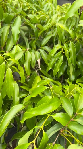 🍒 Litchi – Arbre fruitier marcotté Le litchi est un arbre fruitier tropical très apprécié pour ses fruits sucrés, juteux et parfumés 😋. Issu de marcottage aérien, ce litchi a l’avantage de produire plus rapidement que les plants issus de graines 🌱. 🌳 Caractéristiques : • 🌿 Arbre tropical au feuillage dense et persistant • 🍒 Fruits rouges à chair blanche, sucrée et parfumée • ⚡ Mise à fruit plus rapide grâce au marcottage • 🌞 Adapté au climat tropical 🌱 Avantages du litchi marcotté : ✅ Pr