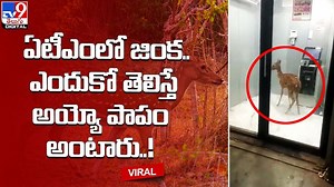 ఏటీఎంలోజింక.. ఎందుకో తెలిస్తే అయ్యో పాపం అంటారు