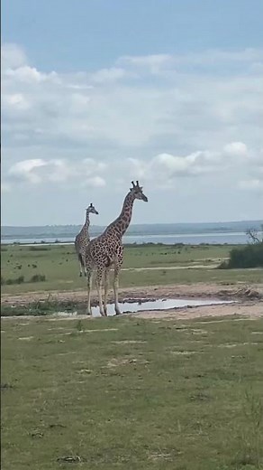 🦍 Gorilla Tracking Uganda | Epic Wildlife & Adventure Safari