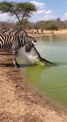 Python Vs Zebra #viral #animals #shorts