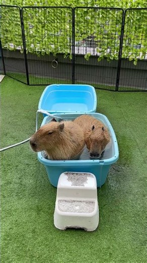 Twin bath time!🚿🛁 #capybara #capybaracafe #cappiness #shinjuku #animalcafe