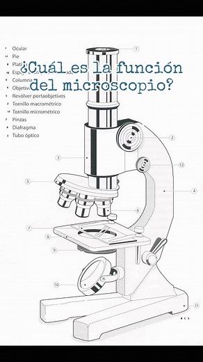 ¿Cuál es la función del microscopio?