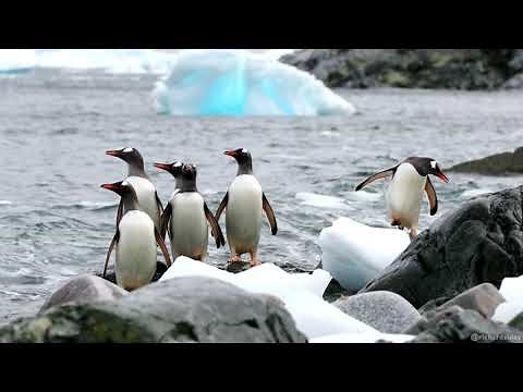 Gentoo Penguins: On the Move