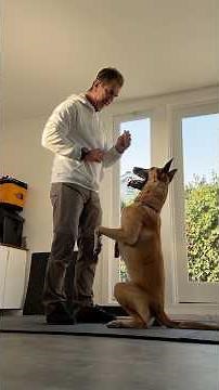 3 Minute Dog Training Session with Schmoo #dogtraining #dogtrainingtips #malinois #puppytraining