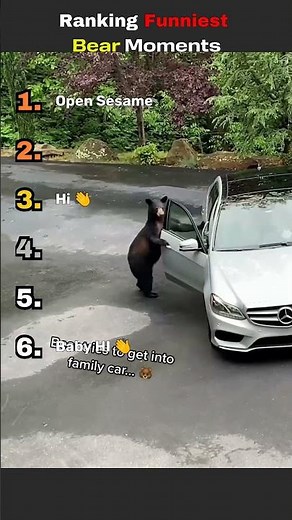 Ranking the Funniest Bear Moments Caught on Camera #funny #bear #shorts
