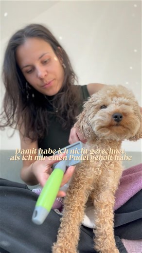 Wie oft bürstet ihr so? 🙈 #puppy #zwergpudel