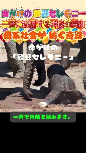 Herd Goes Wild the Moment Baby Elephant Is Born! Protective Circle and Maternal Trunk Assists!