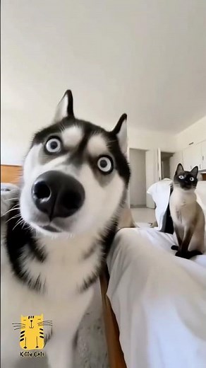 Funny Cat & Cute Kittens742😻 #shorts #kucing #kucinglucu #funny #pet #cat #foryou #viral #viralvideo