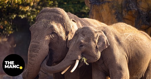Chester Zoo is hiring a 'passionate' new keeper to look after its elephants