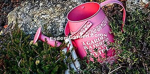 Zalijevanje origana: potreba za vodom i frekvencijom 🌿 Sve O Vrtu I Vrt Dizajn - 2025