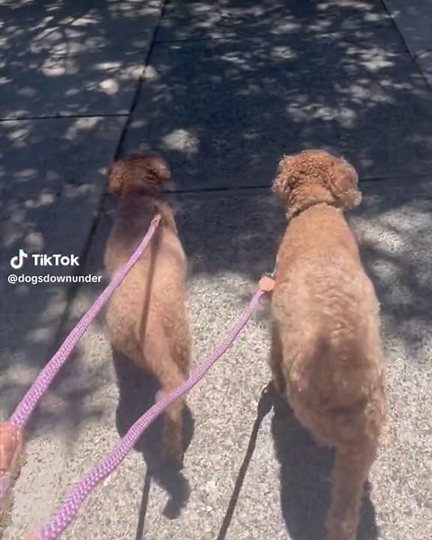 Welcoming another beautiful pair to the Dogs Downunder family ❤️ . .. #dogwalking #dogwalkingperth #petsitter #petsittingcoogee #scarboroughdogs #longdogsWA #perthdschshunds #sausagedogsperth #dachshundsdownunder #perthdogs #WApetcare #perthpetsitter #dogwalkingWA #dogfriendlyWA #dogsofperth #WAdogs