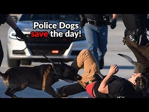 🚨🔵 K9 The Most Unbelievable Police K9 Takedowns