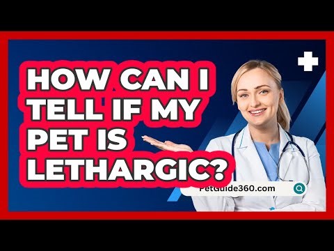 How Can I Tell If My Pet Is Lethargic?