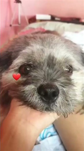 Cute Kid Playing with Lhasa Apso Puppy 🐶❤️ Pure Happiness | Funny Dog Moments #shorts