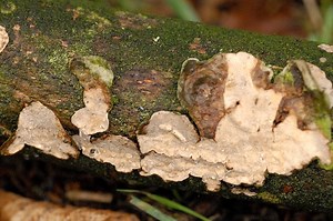 Do Fungi Demonstrate a Form of Intelligence? What Does That Mean?